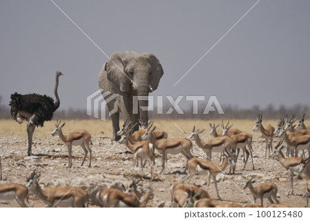 African elephant at a waterhole 100125480