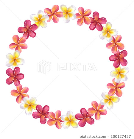 Round frame made of plumeria frangipani garland. Floral design. Hawaiian blossom. Hand-drawn watercolor illustration isolated on white background. 100127437