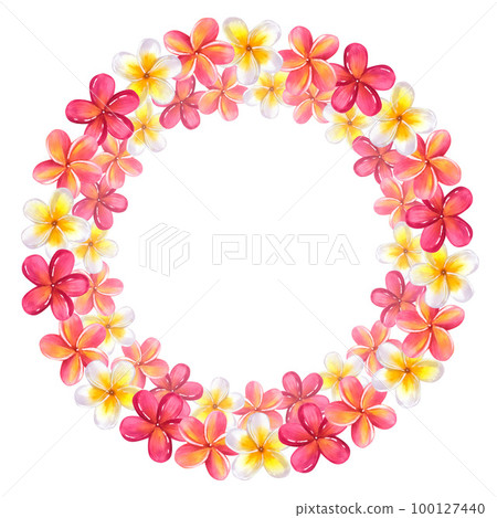 Round frame made of plumeria frangipani garland. Floral design. Hawaiian blossom. Hand-drawn watercolor illustration isolated on white background 100127440