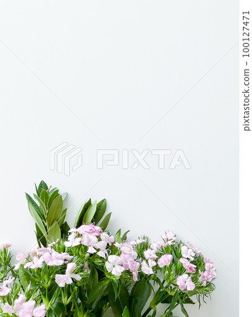 dianthus japonica and laurel leaves. floral frame 100127471