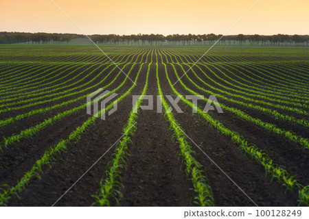 Field of young corn Field of young corn 100128249