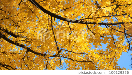 Yellow leaves, autumn foliage on blue sky background. Movement along tree branches with yellowed golden leaves in sunny forest, nature. Beautiful bright, yellow-orange ginko leaf backdrop closeup 100129256