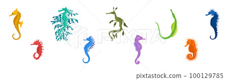 Colorful Seahorses as Swimming Underwater Creature Vector Set 100129785
