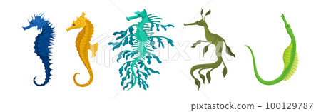 Colorful Seahorses as Swimming Underwater Creature Vector Set 100129787