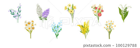 Meadow Flower Blossom with Stems Bouquet Vector Set 100129788
