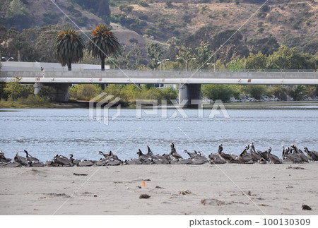 Large brown pelicans clustered around Malibu Lagoon State Beach in Los Angeles. Large brown pelicans clustered around Malibu Lagoon State Beach in Los Angeles. 100130309
