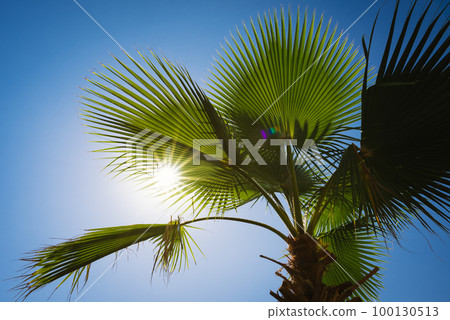 Palm leaves against the blue sky and sun Palm leaves against the blue sky and sun 100130513