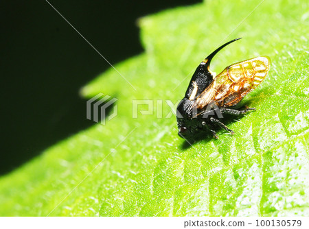 Takeuchi Torie Awaki 100130579