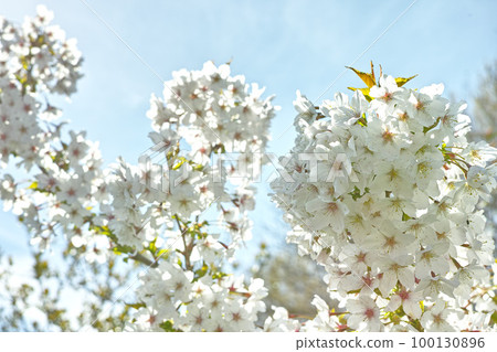 Below view of mirabelle plum blooming and flowering in the spring season. Plant life in its natural habitat and environment. Prunus domestica L. against the background of a clear blue sky in summer Below view of mirabelle plum blooming and flowering in the spring season. Plant life in its natural habitat and environment. Prunus domestica L. against the background of a clear blue sky in summer 100130896