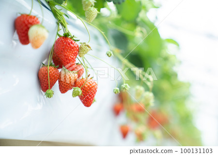 草莓採摘，草莓採摘，草莓，旅遊，旅行，水果，水果，水果，草莓採摘 100131103