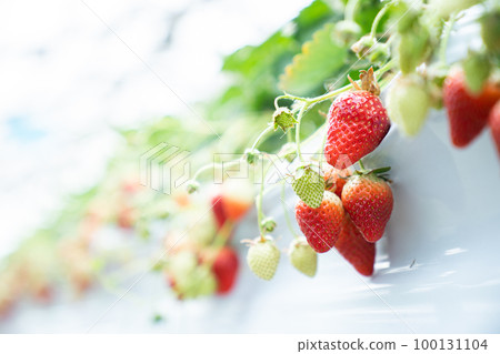 草莓採摘,草莓採摘,草莓,旅遊,旅行,水果,水果,水果,草莓採摘 草莓採摘,草莓採摘,草莓,旅遊,旅行,水果,水果,水果,草莓採摘 100131104