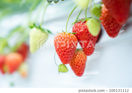 Strawberry picking, strawberry picking, strawberry, tourism, travel, fruit, fruit, fruit, strawberry picking Strawberry picking, strawberry picking, strawberry, tourism, travel, fruit, fruit, fruit, strawberry picking 100131112