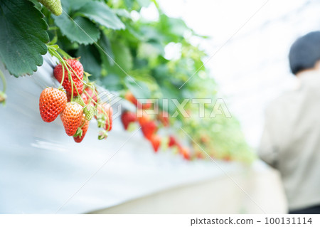 Strawberry picking, strawberry picking, strawberry, tourism, travel, fruit, fruit, fruit, strawberry picking Strawberry picking, strawberry picking, strawberry, tourism, travel, fruit, fruit, fruit, strawberry picking 100131114
