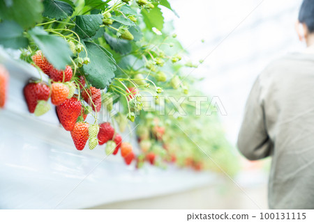 Strawberry picking, strawberry picking, strawberry, tourism, travel, fruit, fruit, fruit, strawberry picking Strawberry picking, strawberry picking, strawberry, tourism, travel, fruit, fruit, fruit, strawberry picking 100131115