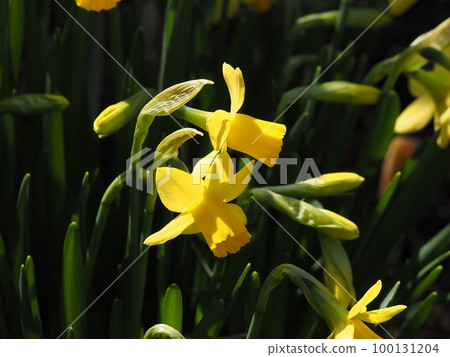 Spring flowers Daffodils in the garden Spring flowers Daffodils in the garden 100131204