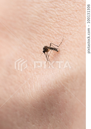 Stinging one mosquito insect Stinging one mosquito insect 100131306