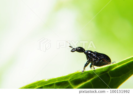 Egoturkubiotsubumi (female) 100131992