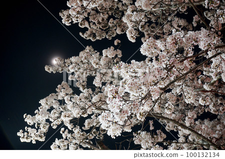 Night cherry blossoms illuminated by magical lights, Sanda City, Hyogo Prefecture, Japan Night cherry blossoms illuminated by magical lights, Sanda City, Hyogo Prefecture, Japan 100132134
