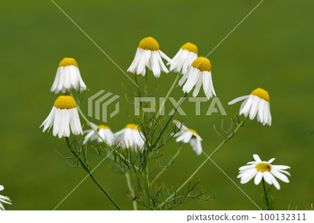 Closeup of a bush of daisy flowers in a garden. Delicate white blossoming plants growing against a blurred green background with copy space. Marguerite daisies or chamomile herb in bloom in summer Closeup of a bush of daisy flowers in a garden. Delicate white blossoming plants growing against a blurred green background with copy space. Marguerite daisies or chamomile herb in bloom in summer 100132311