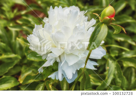 Peony shirley temple or paeonia lactiflora growing in a green backyard or garden against a nature background. Beautiful flowering plants flourishing, blossoming and blooming in a park during spring Peony shirley temple or paeonia lactiflora growing in a green backyard or garden against a nature background. Beautiful flowering plants flourishing, blossoming and blooming in a park during spring 100132728