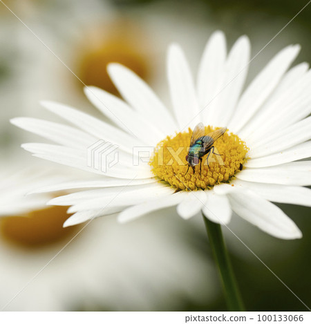 A common greenbottle fly pollinating a white flower closeup. Zoom detail of a tiny blowfly insect feeding nectar from a daisy flowerhead during pollination in a backyard garden or park 100133066