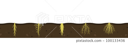 Variety of root systems in soil. Vector illustration of black soil section. Visual aid of fibrous and taproot rhizomes of plants Variety of root systems in soil. Vector illustration of black soil section. Visual aid of fibrous and taproot rhizomes of plants 100133436