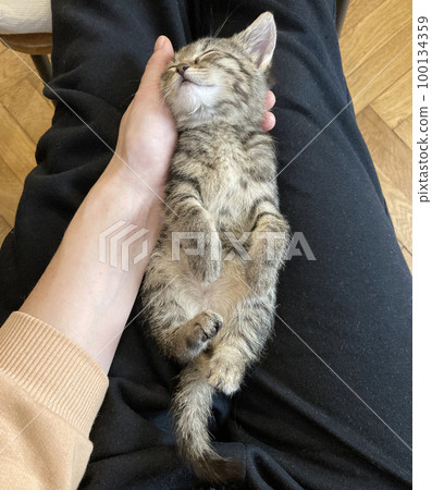 cat lying on his owners loving hands 100134359