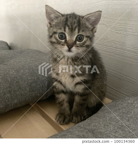 cat lying on a crocheted wool bedding 100134360
