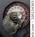 cat lying on a crocheted wool bedding 100134363