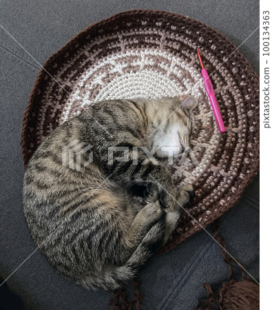 cat lying on a crocheted wool bedding cat lying on a crocheted wool bedding 100134363