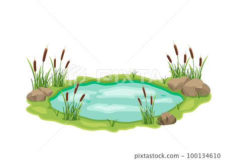 Pond with cattail and thickets. Swamp in grass and stones. Vector design illustration with wild vegetation 100134610