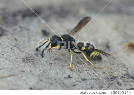 Closeup of the Early mason wasp, Ancistrocerus nigricornis 100135144