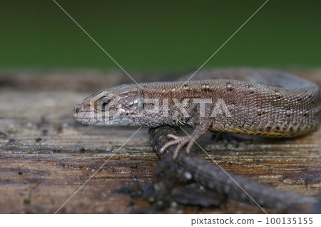 Closeup on an adult European live bearing lizard, Zootoca vivipare, sitting on wood Closeup on an adult European live bearing lizard, Zootoca vivipare, sitting on wood 100135155