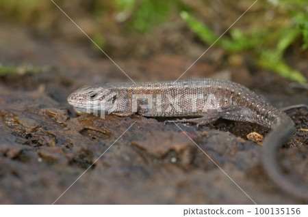 Closeup on an adult European live bearing lizard, Zootoca vivipare, sitting on wood Closeup on an adult European live bearing lizard, Zootoca vivipare, sitting on wood 100135156