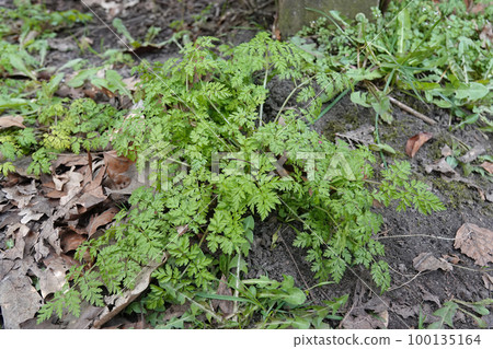 Closeup on an emerging cow parsley or wild chervil, Anthriscus sylvestris in the springtime 100135164