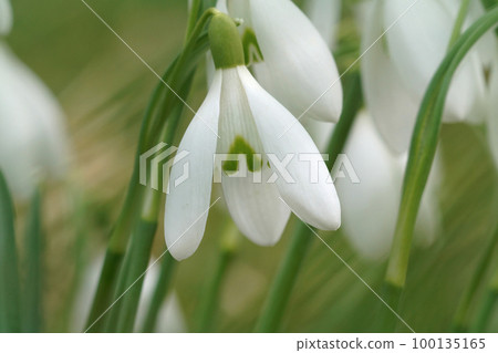 Closeup on one white flower the early flowering common snowdrop, Galanthus nivalis, in hte springtime 100135165