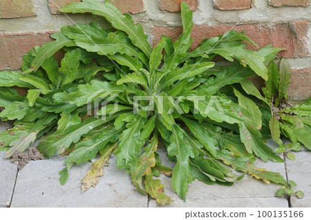 Closeup on fresh green leaves of the invasive tropical Horseweed or Guernsey fleabane herb, Erigeron sumatrensis 100135166