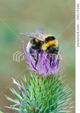 Closeup on a Large Garden Bumble Bee, Bombus ruderatus sitting on a purple thistle flower Closeup on a Large Garden Bumble Bee, Bombus ruderatus sitting on a purple thistle flower 100135169