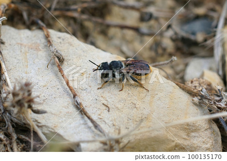 Closeup on a Mediterranean female golden tailed woodborer, Lithurgus chrysurus sitting on a stone 100135170