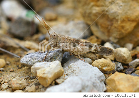 Closeup on the blue-winged grasshopper, Oedipoda caerulescens sitting on stones 100135171