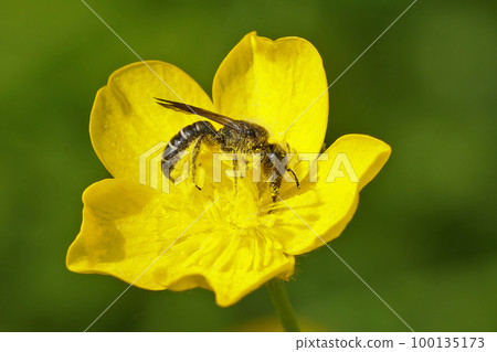 Closeup on the large scissor bee, Chelostoma florisomne, in it's host plant a yellow buttercup flower 100135173