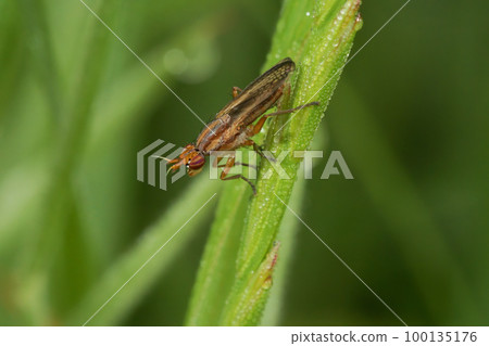 Closeup on a marsh or snail-killing fly, Limnia unguicornis, sitting in the grass 100135176