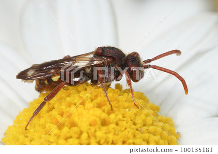 Colorful closeup of a female of the the Large Bear-clawed Nomad Bee, Nomada albogutata in a common daisy Colorful closeup of a female of the the Large Bear-clawed Nomad Bee, Nomada albogutata in a common daisy 100135181