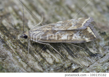 Closeup on a Mediterranean Beet Webworm moth, Loxostege sticticalis Closeup on a Mediterranean Beet Webworm moth, Loxostege sticticalis 100135182