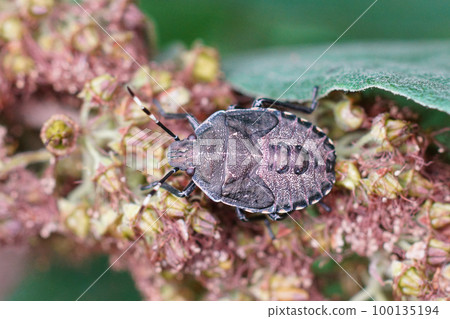 Closeup on a nymph of the mottled shieldbug, Rhaphigaster nebulosa in the garden 100135194