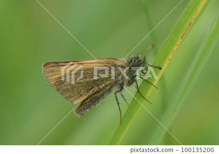 Closeup n the small orange European Essex skipper butterfly, Thymelicus lineola sitting in the grass Closeup n the small orange European Essex skipper butterfly, Thymelicus lineola sitting in the grass 100135200