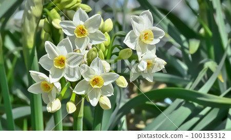 Daffodils (Narcissus) 100135312