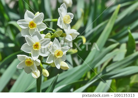 Daffodils (Narcissus) Daffodils (Narcissus) 100135313