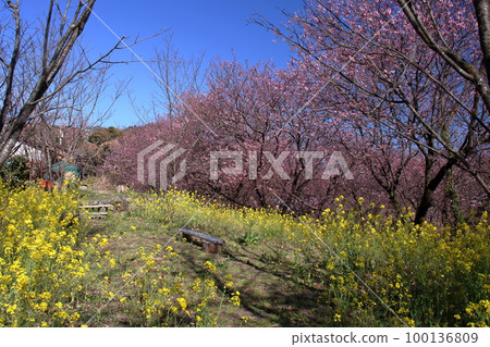 觀賞雪割櫻（高知縣須崎市桑田山） 100136809