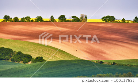 Amazing green and yellow rape spring fields Landscape. Agriculture Rural scene. Czech Moravia colza canola farmland bloom. Sunny waving hills. Amazing green and yellow rape spring fields Landscape. Agriculture Rural scene. Czech Moravia colza canola farmland bloom. Sunny waving hills. 100137655